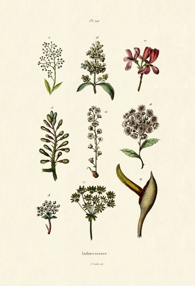 Inflorescence by French School